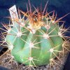 Melocactus_concinnus_1